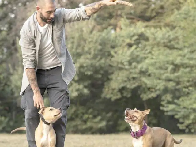 Lưu Ý Khi Sử Dụng Chó Tấn Công Khi Có Hiệu Lệnh