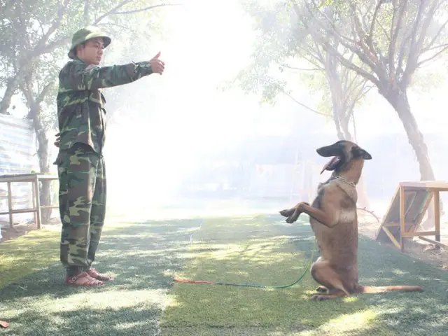 Thời Điểm Huấn Luyện Chó Bảo Vệ Chủ Thích Hợp