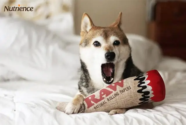 Làm Thế Nào Để Dạy Chó Không Cắn Bậy