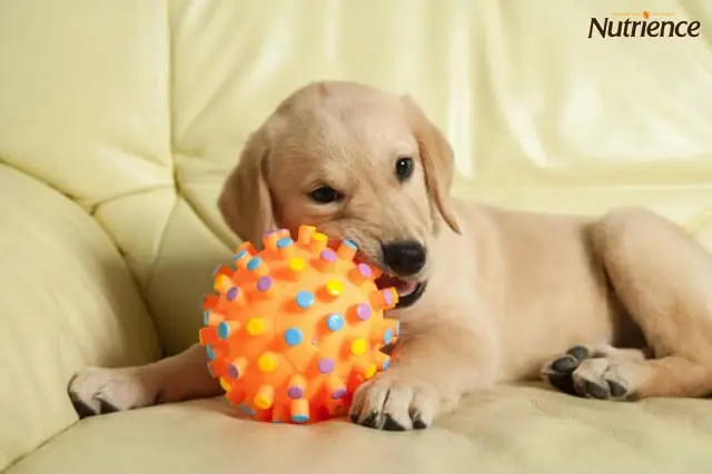 Cách Trị Chó Cắn Bậy Ngay Từ Nhỏ Cách Trị Chó Cắn Bậy Ngay Từ Nhỏ