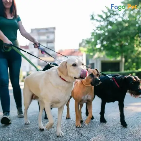 Lưu Ý Khi Huấn Luyện Chó Đi Theo Chủ