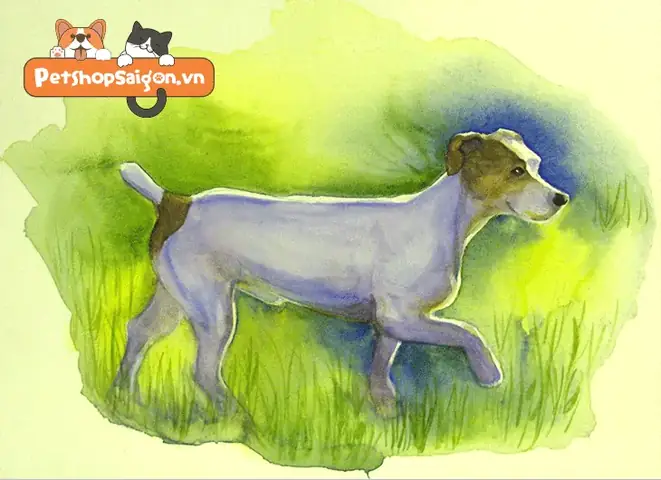 Lưu Ý Khi Dạy Chó Đi Vệ Sinh Trong Wc