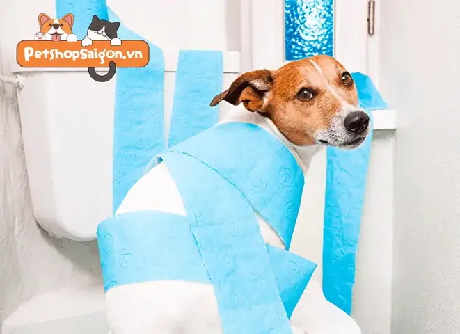 Dạy Chó Đi Vệ Sinh Trong Wc Với 3 Bước Đơn Giản