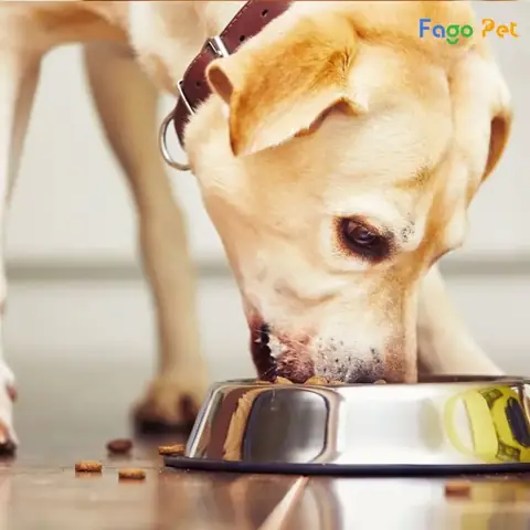 Tập Cho Chó Thói Quen Ăn Đúng Chỗ Tập Cho Chó Thói Quen Ăn Đúng Chỗ