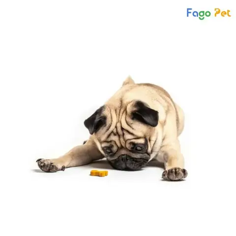 Nguyên Nhân Chó Hay Ăn Bậy Nguyên Nhân Chó Hay Ăn Bậy