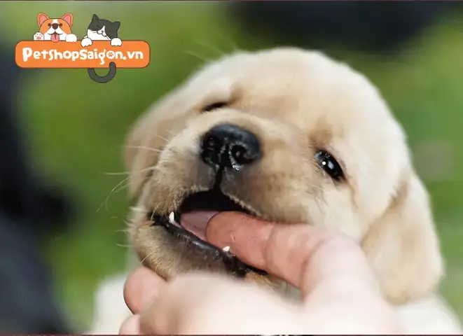 Cách Dạy Chó Không Cắn Tay Chủ: 5 Bước Đơn Giản