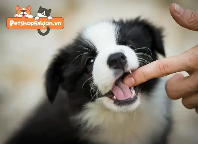 Cách Dạy Chó Không Cắn Tay Chủ: Nguyên Nhân Chó Hay Cắn