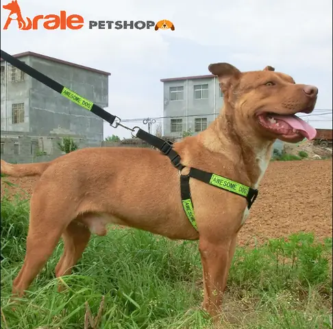 Dây Xích Yếm Cho Chó: Hướng Dẫn Chọn Và Sử Dụng An Toàn, Hiệu Quả