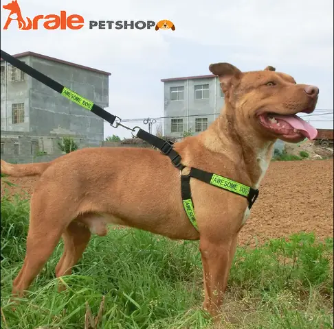 Dây Xích Yếm Cho Chó: Hướng Dẫn Chọn Và Sử Dụng An Toàn, Hiệu Quả