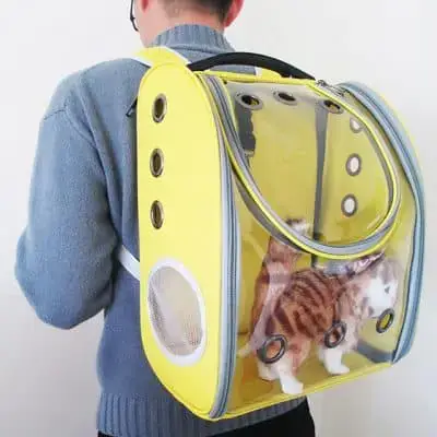 Các Quy Định Của Nhà Xe Và Pháp Luật Liên Quan Đến Vận Chuyển Thú Cưng