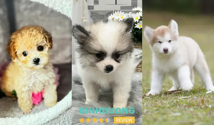 Chó Cưng Bình Dương