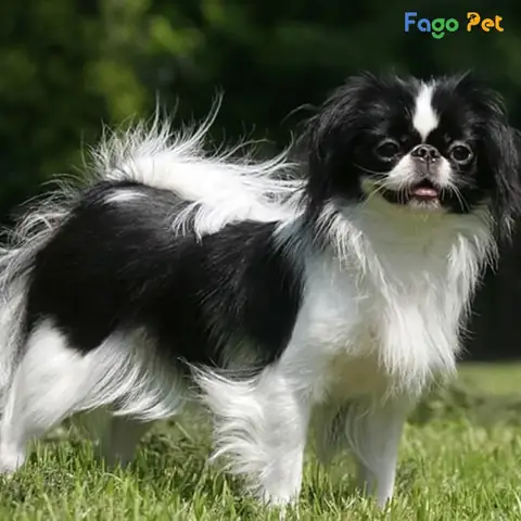 Giá Bán Chó Nhật Là Bao Nhiêu