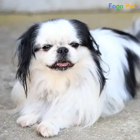 Ưu Điểm Khi Lựa Chọn Mua Chó Nhật Tại Fago Pet