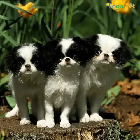 Những Lý Do Bạn Nên Nuôi Chó Nhật