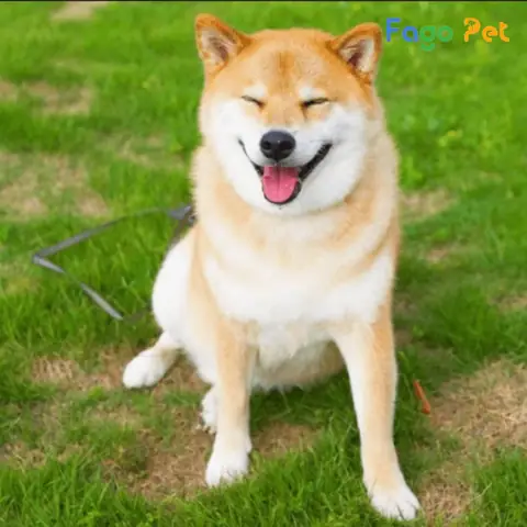 Những Lý Do Bạn Nên Nuôi Chó Akita Inu