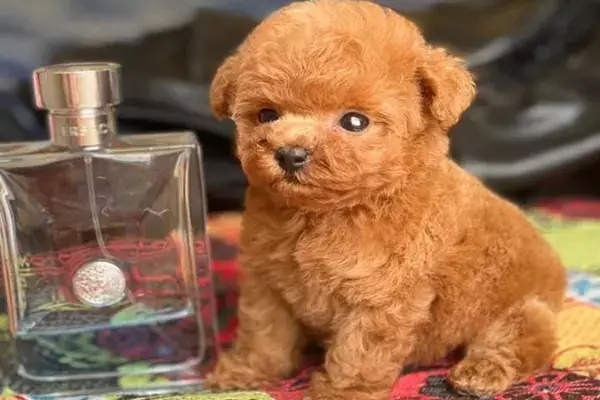 Lưu Ý Không Nên Lựa Chọn Mua Chó Poodle Quá Rẻ