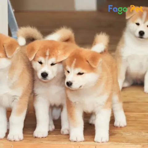 Địa Chỉ Bán Chó Akita Inu Uy Tín, Giá Tốt
