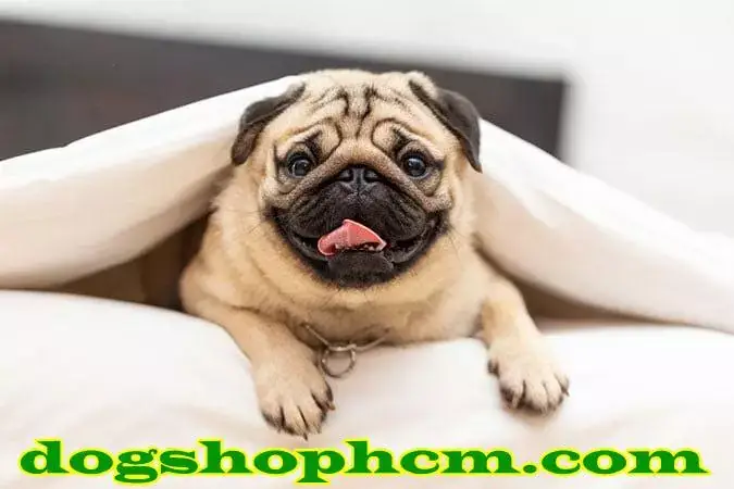 Nên Mua Chó Pug Ở Đâu Uy Tín Nhất Tại Tphcm?