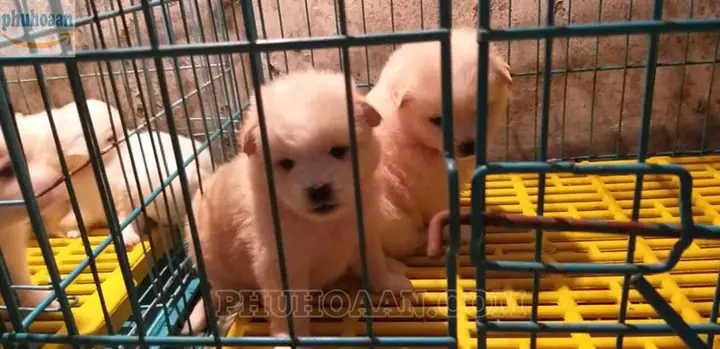 Phú Hòa An – Nhà Cung Cấp Tấm Nhựa Lót Sàn Chuồng Chó Ở Hà Nội