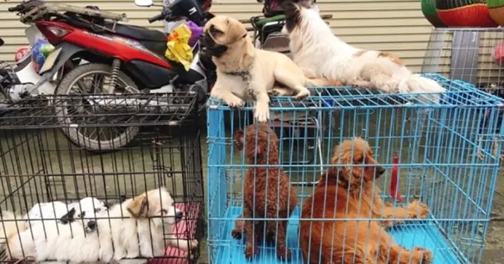 Vị Trí Chính Xác Và Giờ Hoạt Động Cụ Thể Của Chợ Chó Mèo Hà Đông