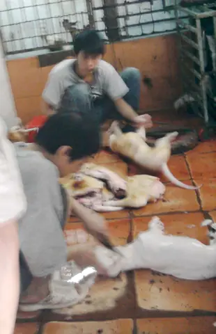 Địa Chỉ Chợ Chó Lê Hồng Phong