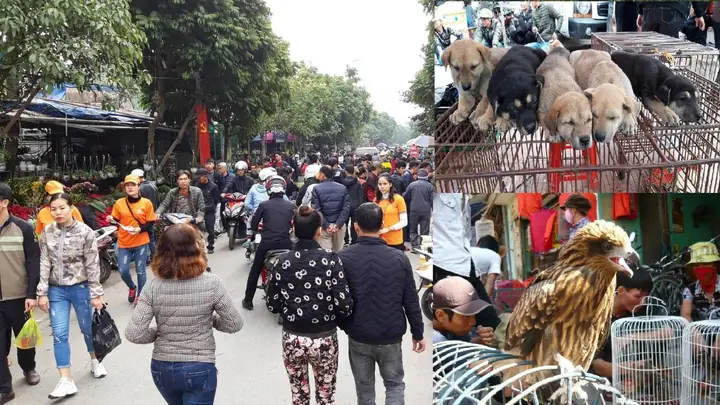 Địa Chỉ Chợ Chó Mèo Hải Phòng