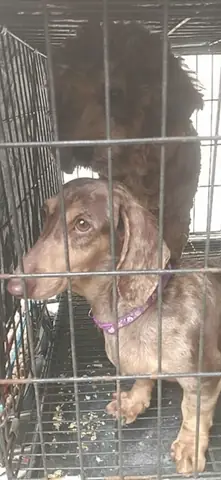 Địa Chỉ Chuộc Chó Hà Nội