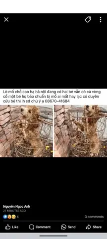 Địa Chỉ Chuộc Chó Hà Nội
