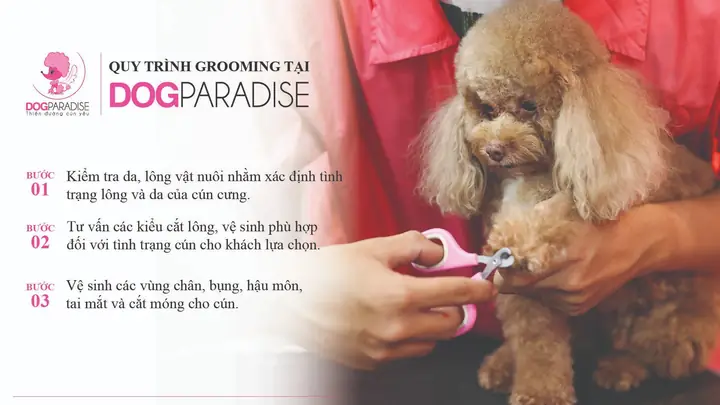 Dịch Vụ Grooming Cắt Tỉa Lông Chó Mèo