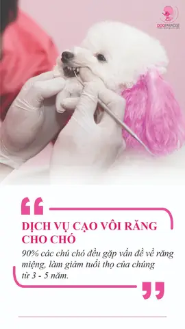 Dịch Vụ Grooming Cắt Tỉa Lông Chó Mèo