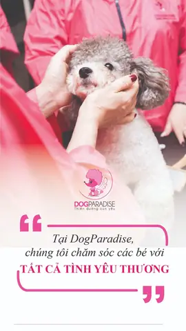 Dịch Vụ Grooming Cắt Tỉa Lông Chó Mèo