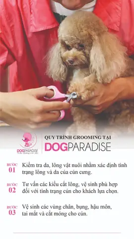Dịch Vụ Grooming Cắt Tỉa Lông Chó Mèo
