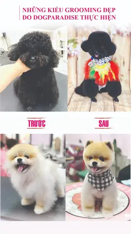 Dịch Vụ Grooming Cắt Tỉa Lông Chó Mèo