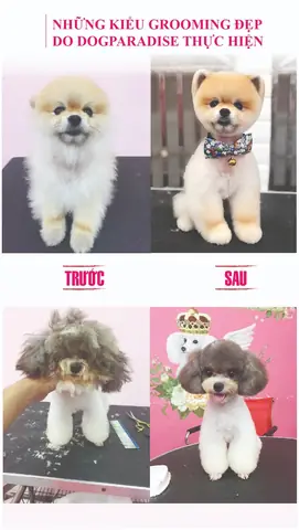 Dịch Vụ Grooming Cắt Tỉa Lông Chó Mèo