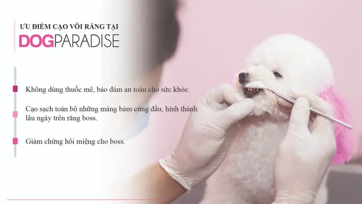 Dịch Vụ Grooming Cắt Tỉa Lông Chó Mèo