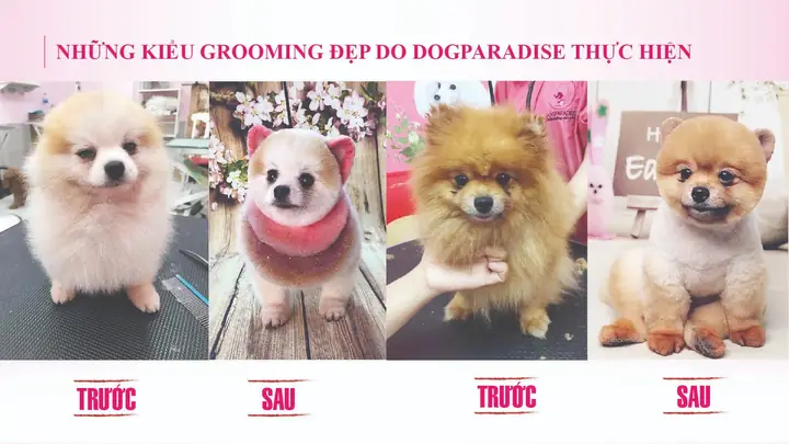 Dịch Vụ Grooming Cắt Tỉa Lông Chó Mèo