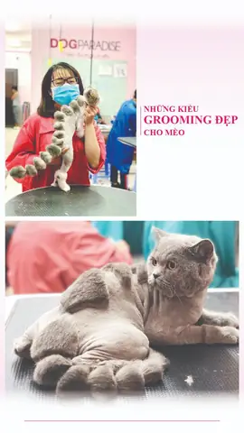 Dịch Vụ Grooming Cắt Tỉa Lông Chó Mèo