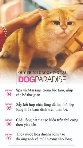 Dịch Vụ Grooming Cắt Tỉa Lông Chó Mèo