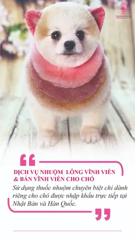 Dịch Vụ Grooming Cắt Tỉa Lông Chó Mèo