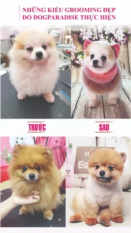 Dịch Vụ Grooming Cắt Tỉa Lông Chó Mèo