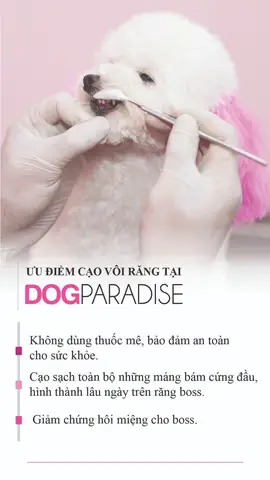 Dịch Vụ Grooming Cắt Tỉa Lông Chó Mèo