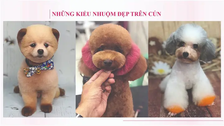 Dịch Vụ Grooming Cắt Tỉa Lông Chó Mèo