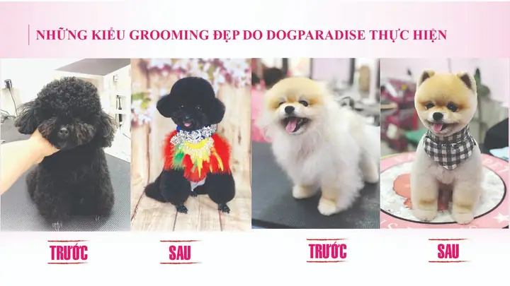 Dịch Vụ Grooming Cắt Tỉa Lông Chó Mèo