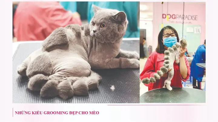 Dịch Vụ Grooming Cắt Tỉa Lông Chó Mèo