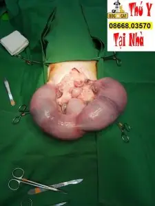 Quy Trình Đỡ Đẻ Mổ Đẻ Chó Mèo Tại Nhà Hà Nội