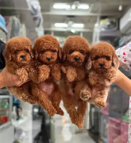 Giá Cả Và Các Điều Khoản Hợp Đồng