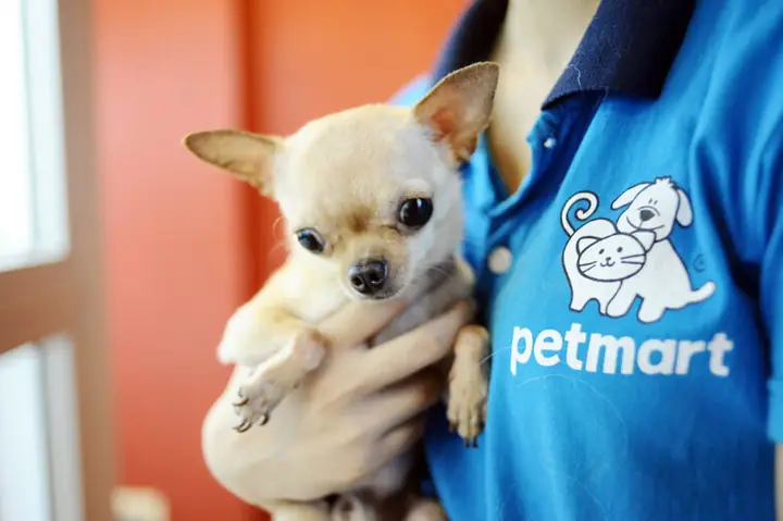 Dịch Vụ Giữ Chó Đà Nẵng: Hướng Dẫn Chi Tiết Từ A-z Cho Chủ Nuôi