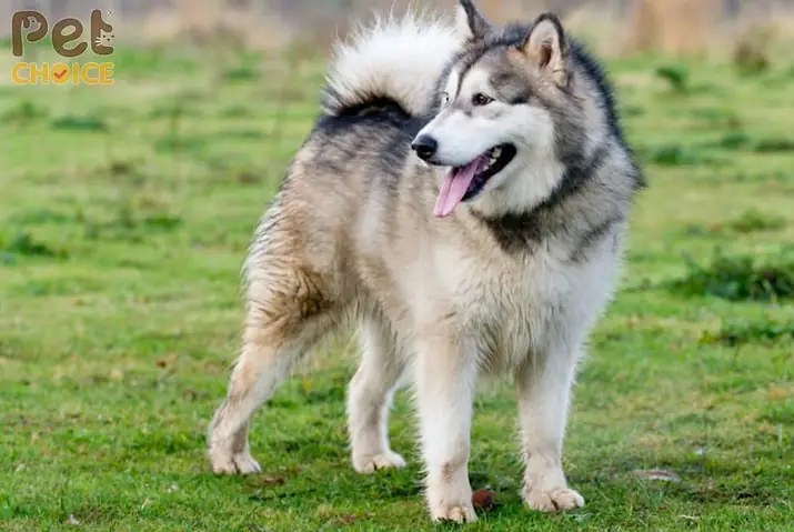 Nguồn Gốc Của Chó Alaska