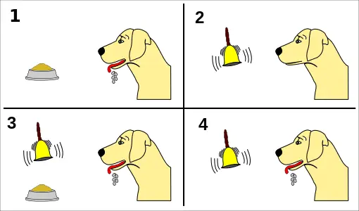 Điều Kiện Sống Của Chó: Môi Trường, Chế Độ Dinh Dưỡng Và Chăm Sóc Tối Ưu