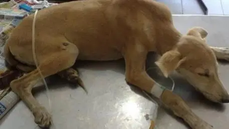 Các Triệu Chứng Khi Chó Bị Thiếu Máu